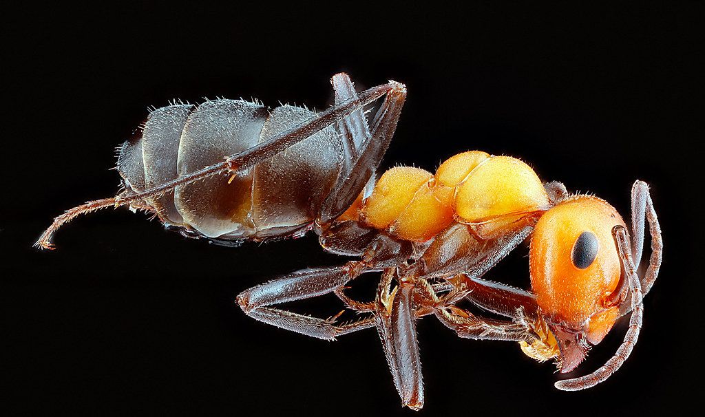 Ant Control service in Lynwood, CA