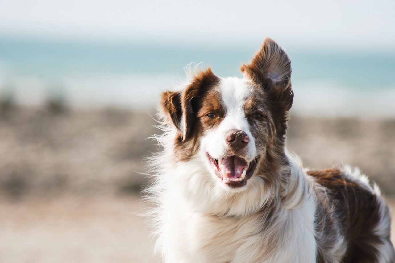 Flea & Tick Control service in Lynwood, CA