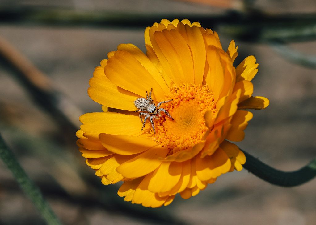 Spider Control service in Lynwood, CA